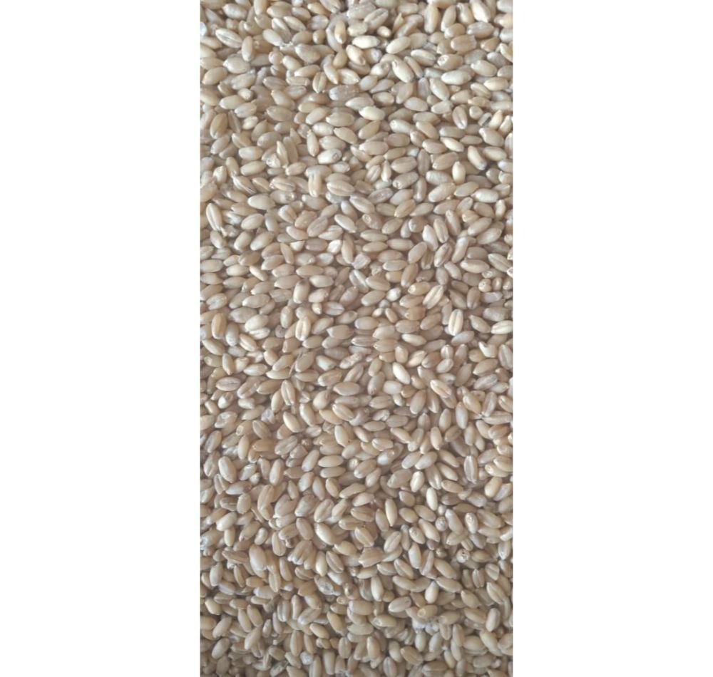 Golden 10kg Organic Wheat Grain