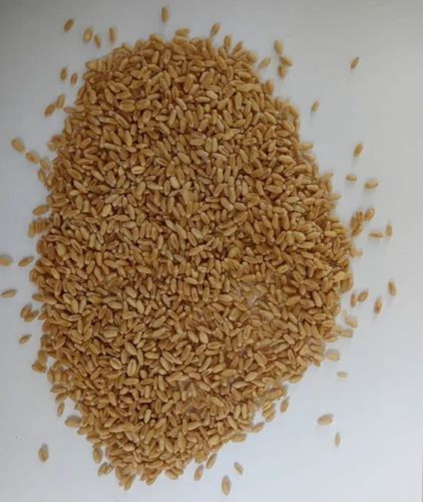 Organic Whole Wheat Seed