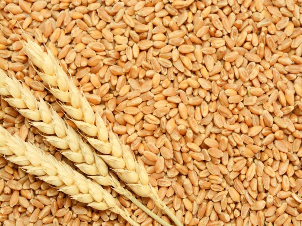 Indian Dried Bansi Organic Wheat, 12%, Gluten Free