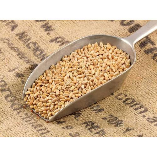 Organic Whole Wheat, India, High in Protein