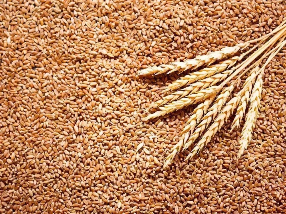 Loose Golden Natural Fresh Wheat Grain