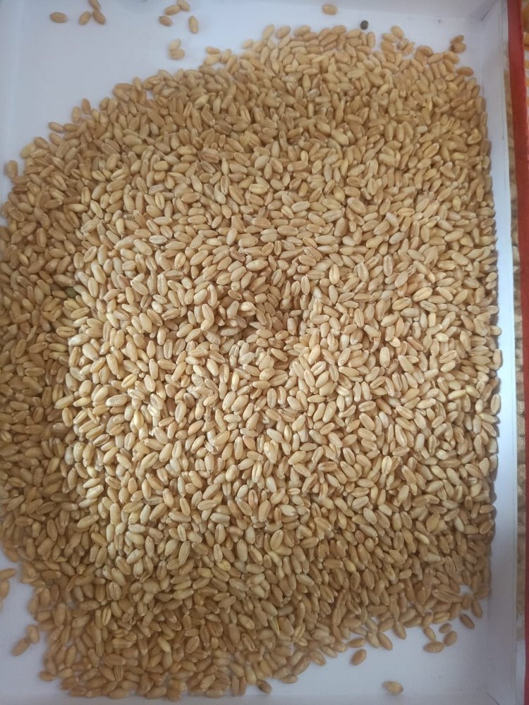 Indian Golden Organic Wheat Grains, For Food, High in Protein