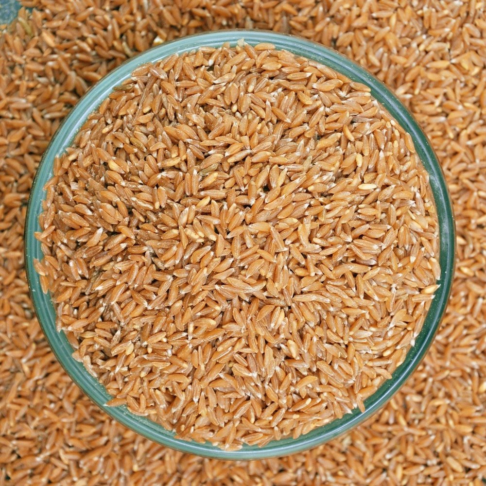 Indian Red Organic Khapli Wheat