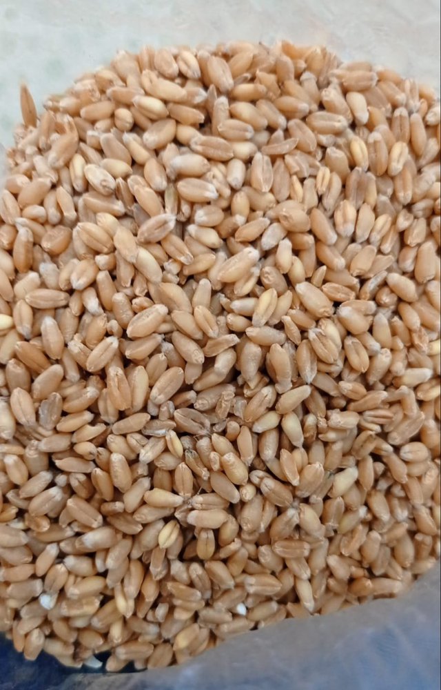 Purna Wheat