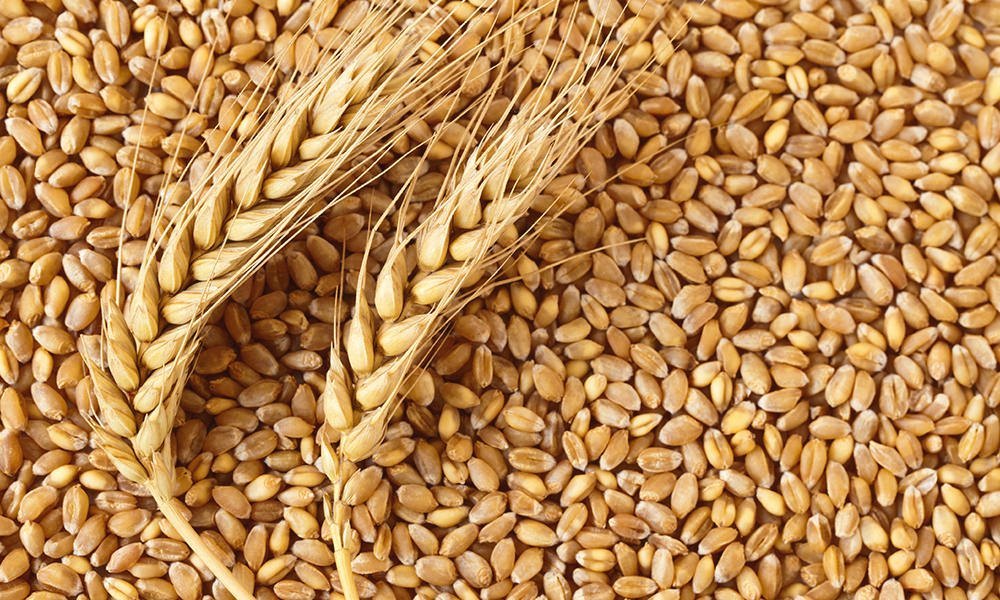 Indian Organic Wheat Grain, For Food