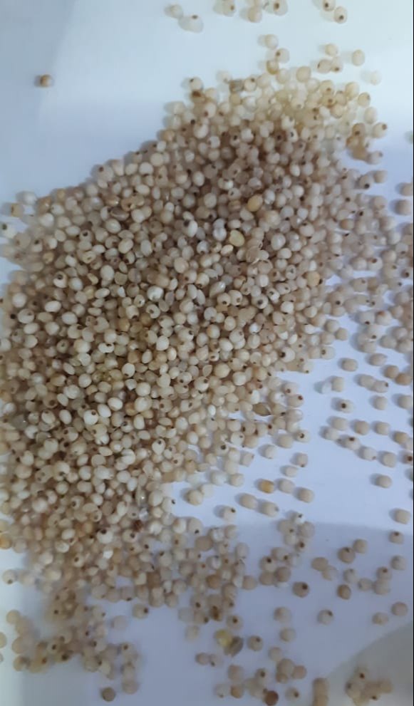 Barnyard Millet, Pack Size: 50 Kg