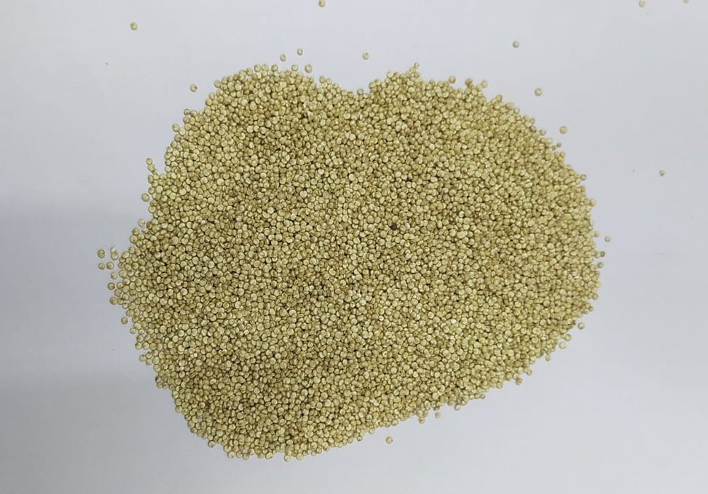 Indian Quinoa Seeds, Organic