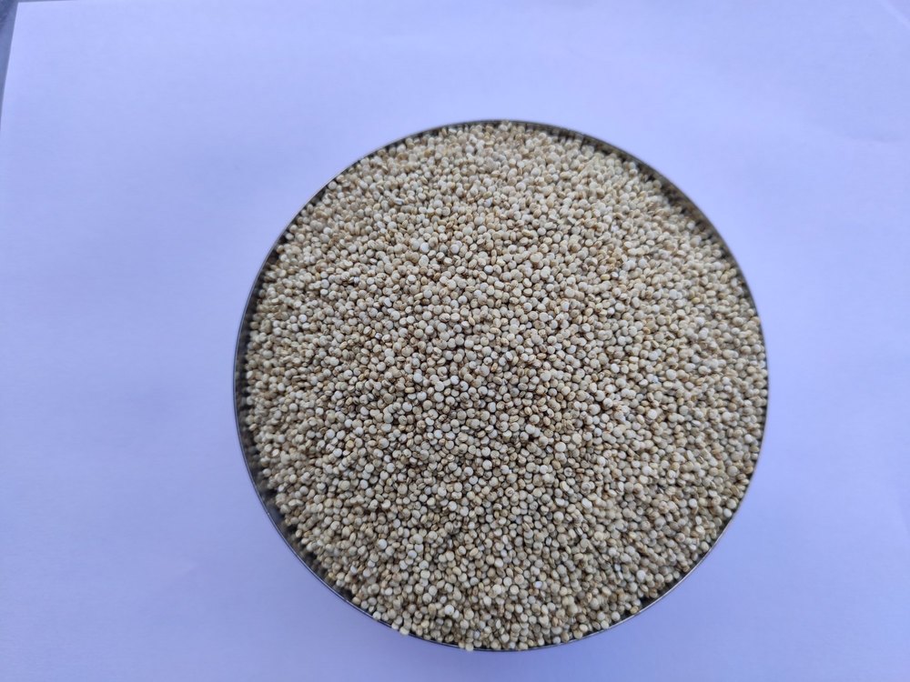 Indian Regular Quinoa Seeds, For Food, Ready To Cook, High in Protein