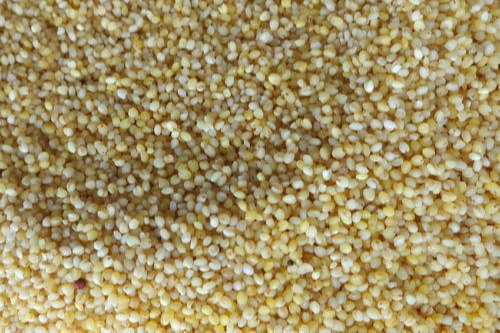 Organic Thinai Foxtail Millet, High in Protein