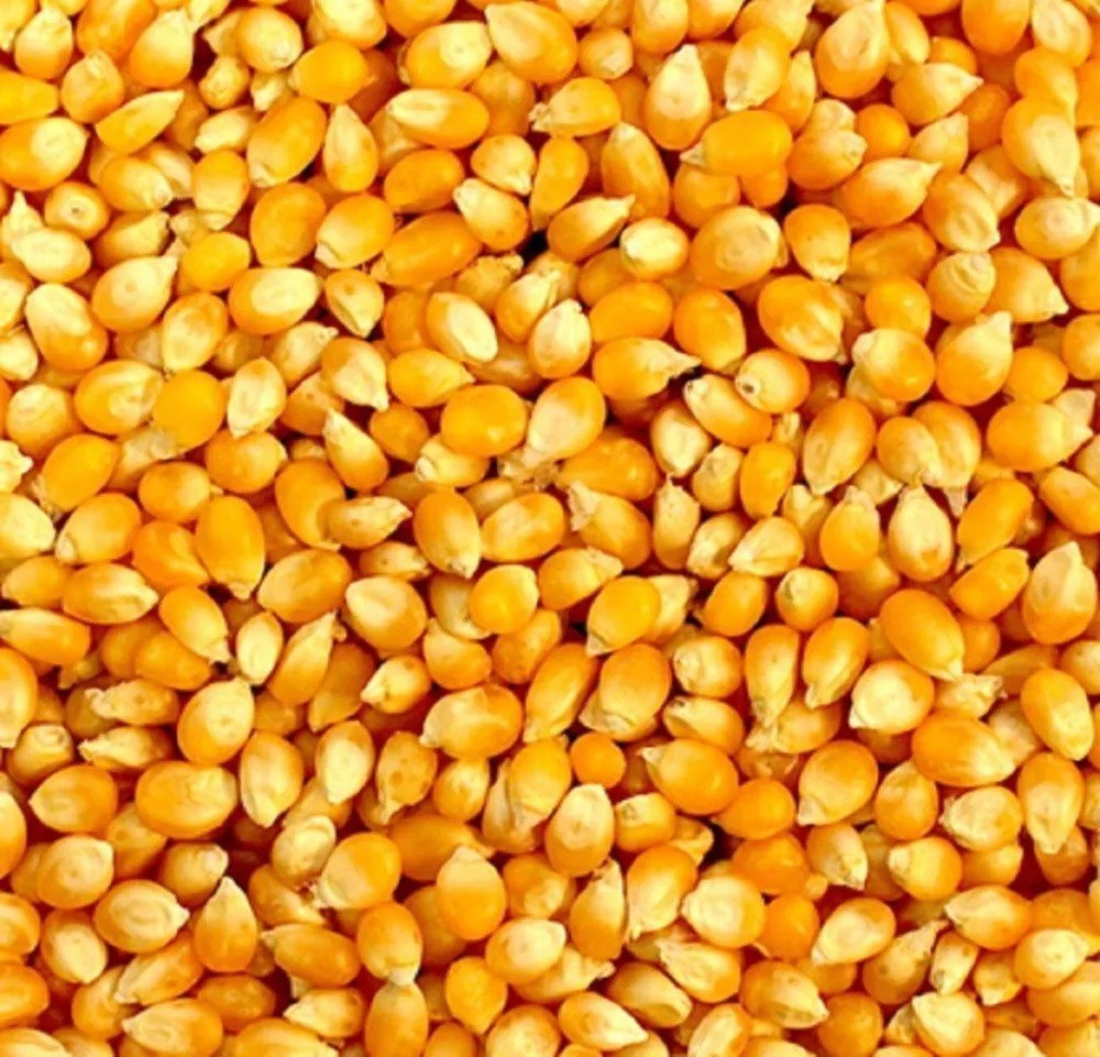 Organic Yellow Corn, For Cooking, High in Protein