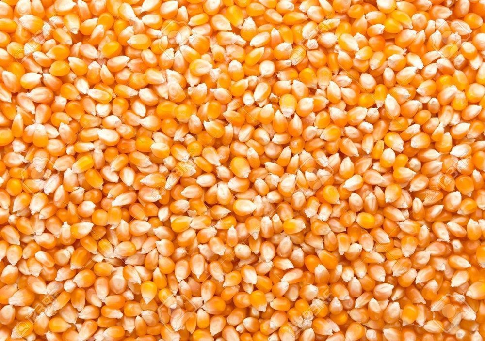 Orange Organic Maize Grain, For Agriculture, Packaging Type: Loose