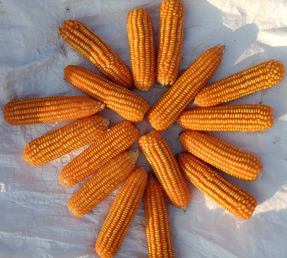 Organic Yellow Corn, For Food, High in Protein