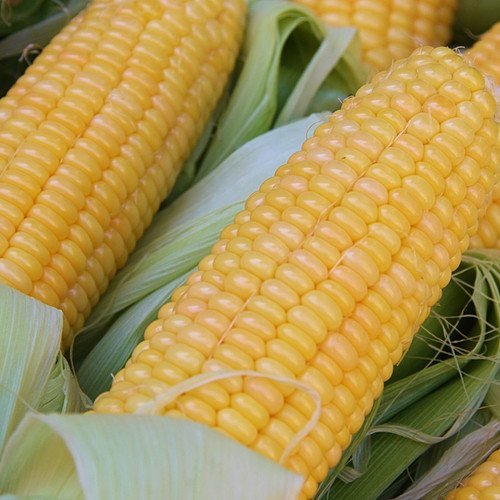 Organic Corn