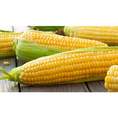 Organic Corn