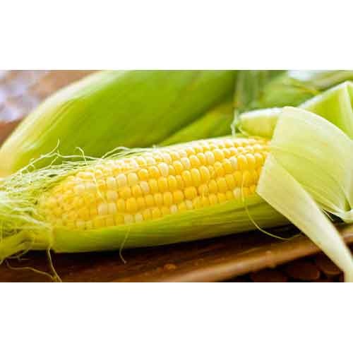 Organic Corn