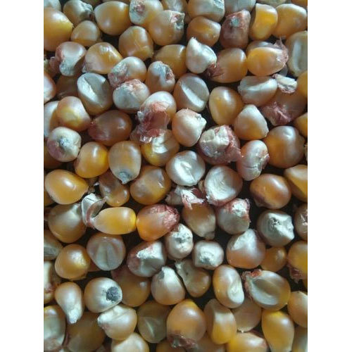 Organic Maize