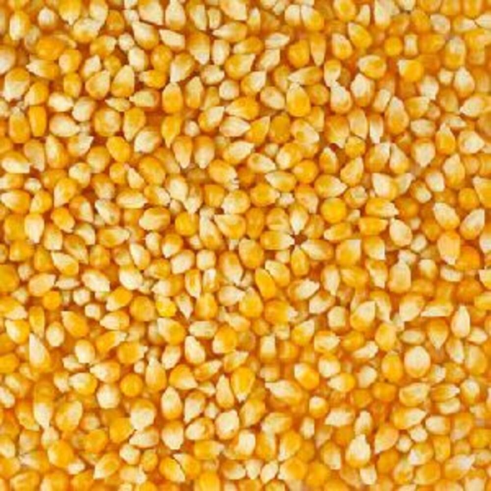 Organic Yellow Corn, For Food, High in Protein