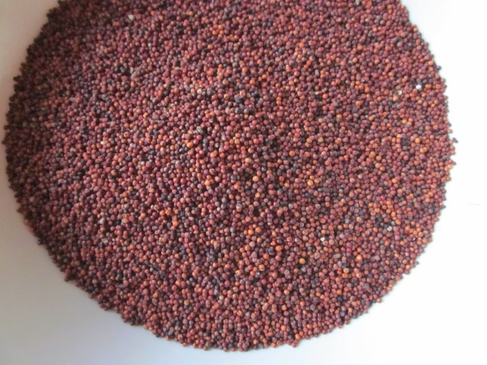 Organic Ragi Seeds, Packaging Size: 25 Kg, Gluten Free