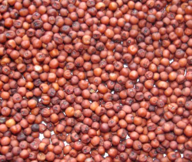 Indian red Organic Whole Ragi, High in Protein