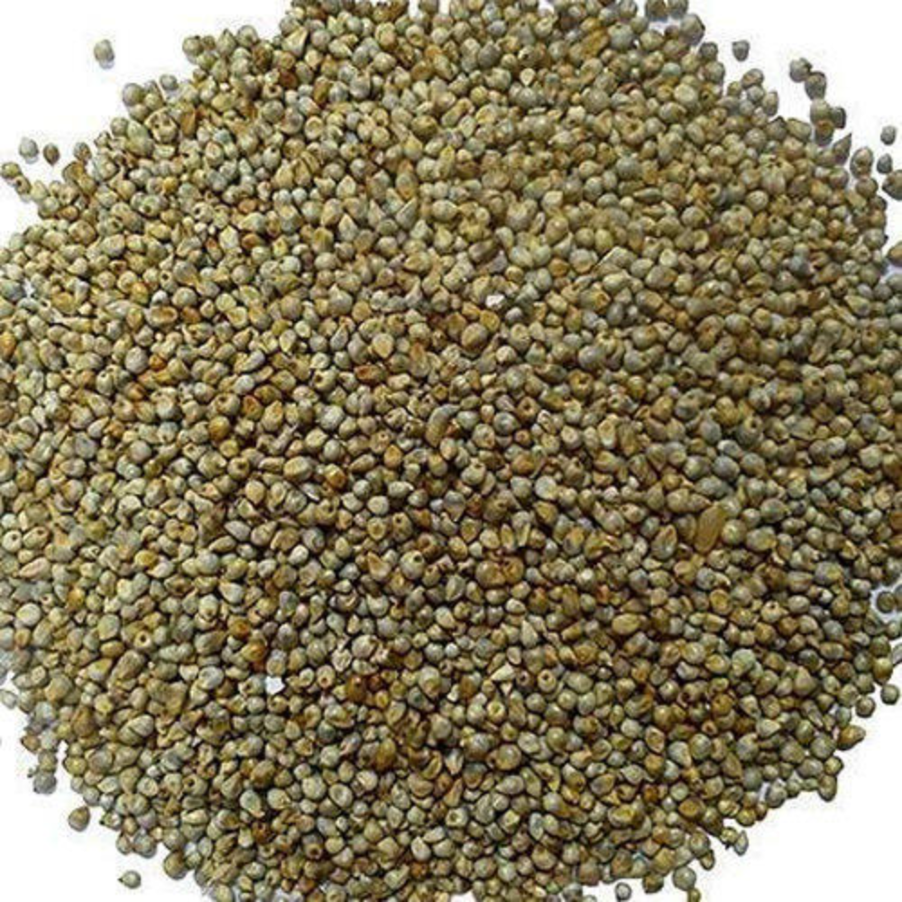 Indian Dried Organic Pearl Millet Seeds, For Food Processing, Packaging Type: Loose