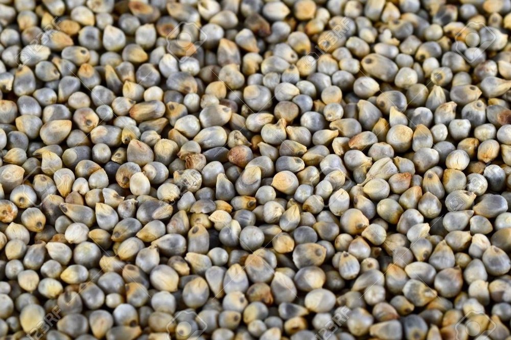 Indian Organic Pearl Millet, For Food, High in Protein