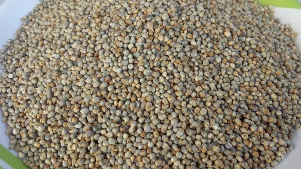 Indian Organic Pearl Millet, For Cooking