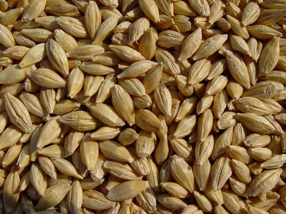 Organic Wheat Barley, For Animal Feed, High in Protein