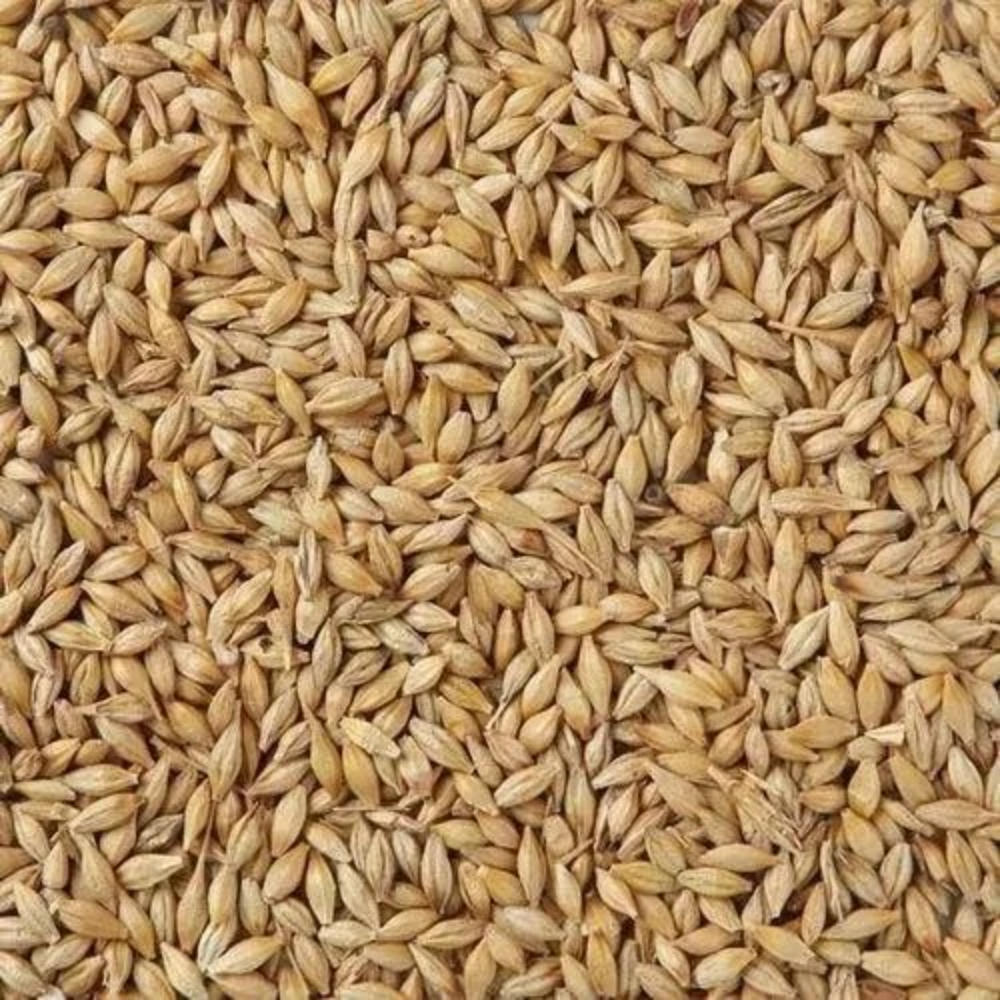 Dried Organic Barley Seeds, For Food Processing, Packaging Type: Loose