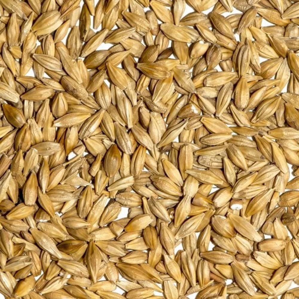 Indian Organic Barley Grain, For Agriculture