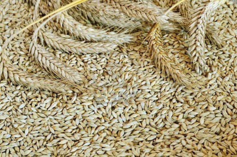 Organic Barley