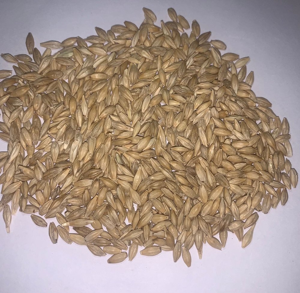 Organic Barley Grain, For Animal Feeds, Gluten Free