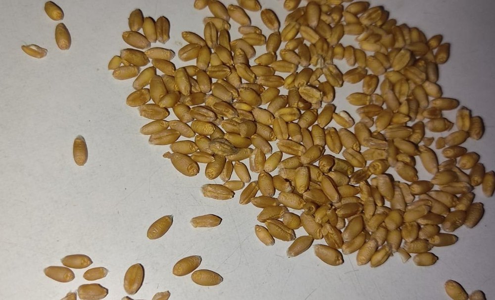 Indian Golden Organic Wheat Whole Grains