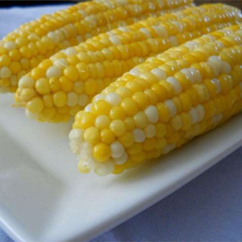 Organic Sweet Corn