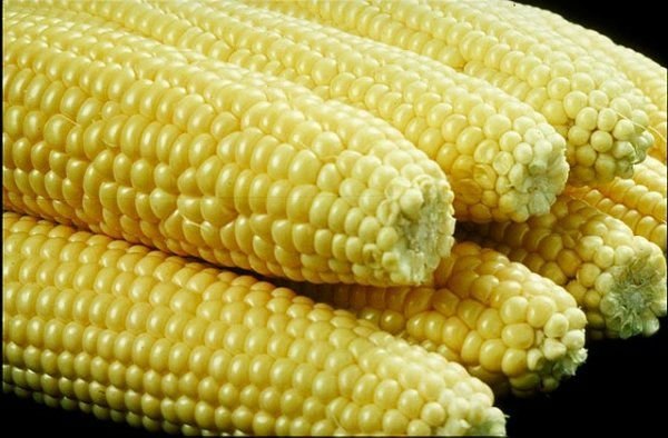 cameroonian EcoMotiv Agro Products Organic White Corn