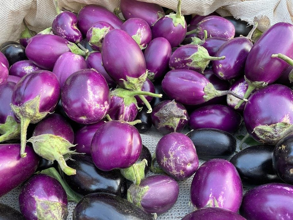 A Grade Organic Purple Brinjal