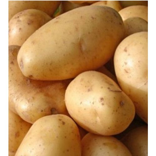 Cold Storage A Grade Fresh Potatoes, Gunny Bag, 20 Kg