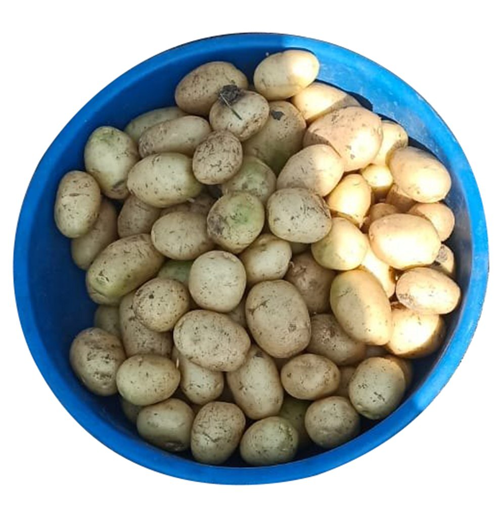 Organic Brown Fresh Potato, Packaging Size: Loose