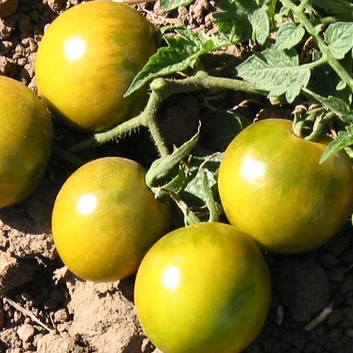 Organic Tomato, Packaging Size: 5 To 20 Kg