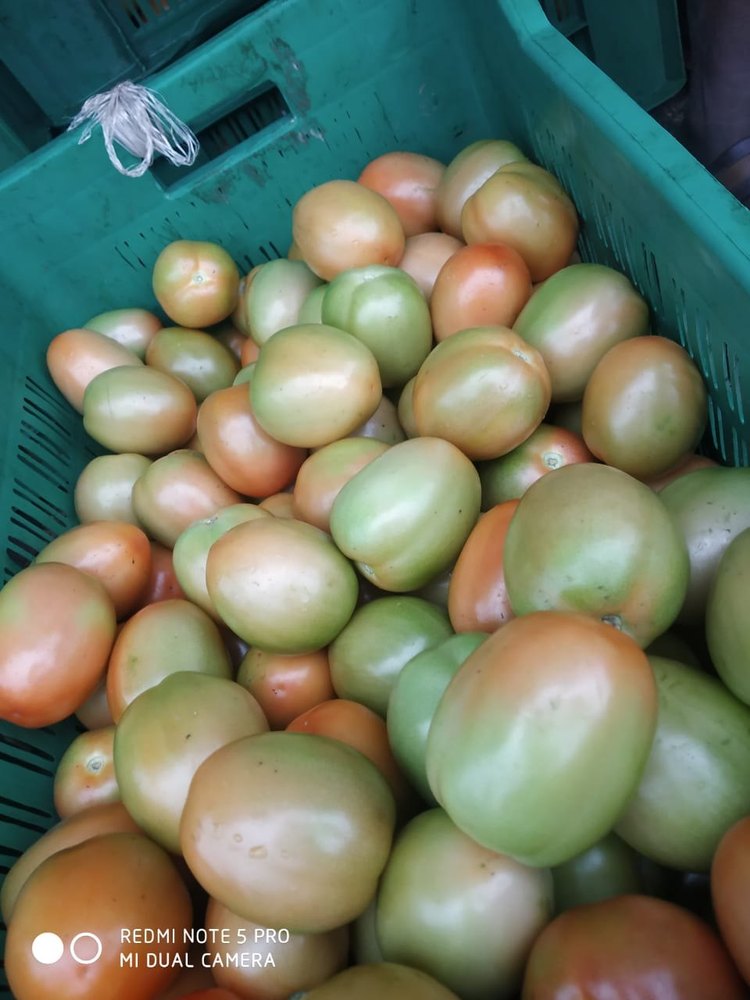 Maharashtra Indian Fresh Red Tomato