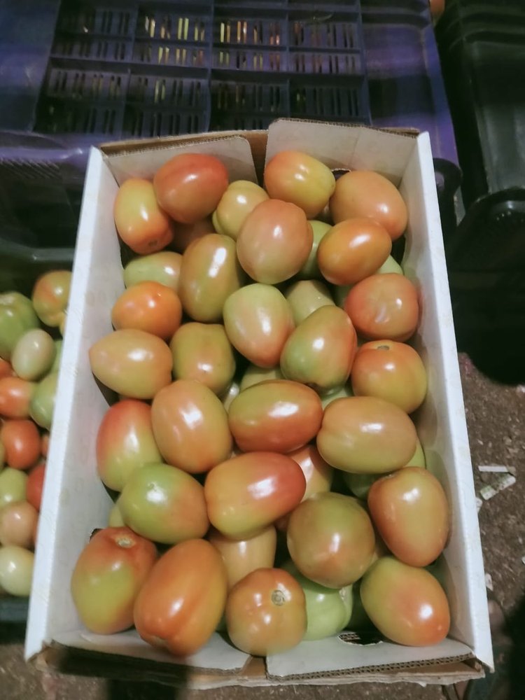 Maharashtra Indian Organic Tomato