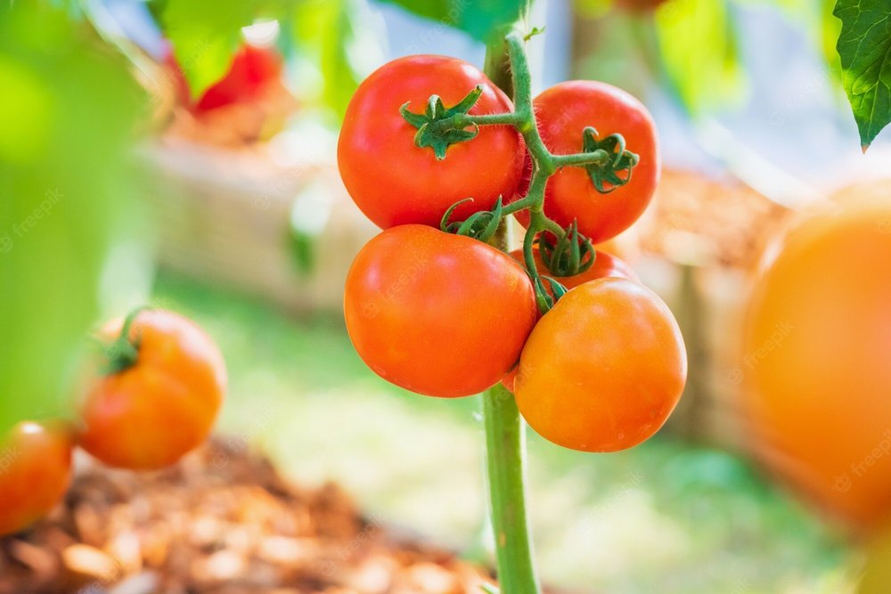 Maharashtra Indian Oragnic Fresh Red Tomatoes