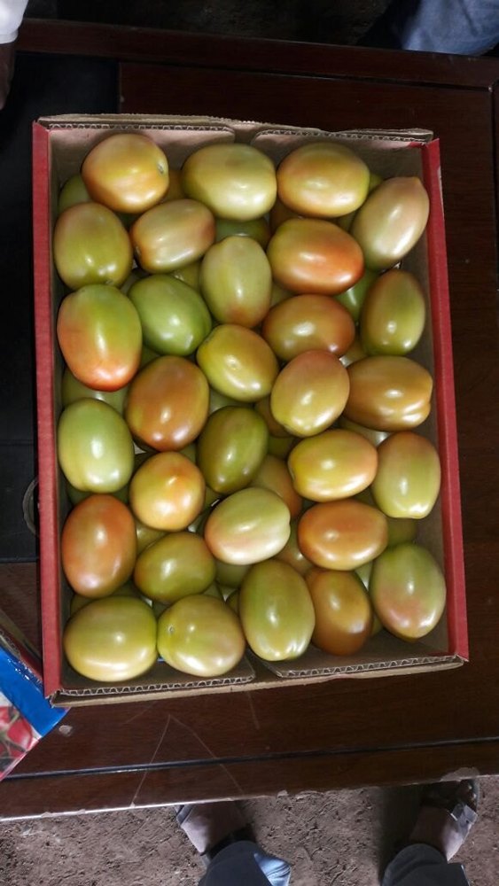 A Grade Fresh Green Tomato for Gulf Export Purpose, Carton