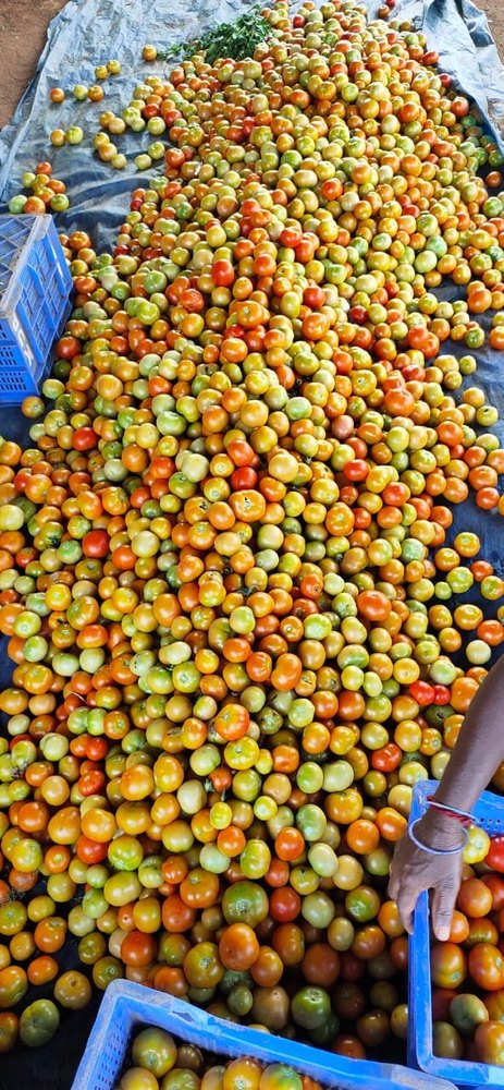 Red Tamil Nadu Organic Tomato, Pesticide Free (for Raw Products), Packaging Size: 50 Kg