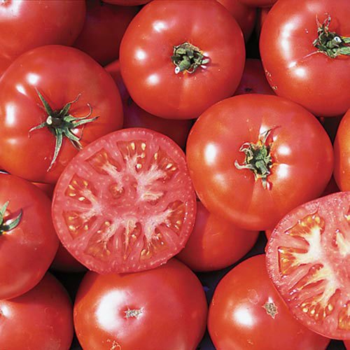 Organic Fresh Tomato, Packaging: Carton