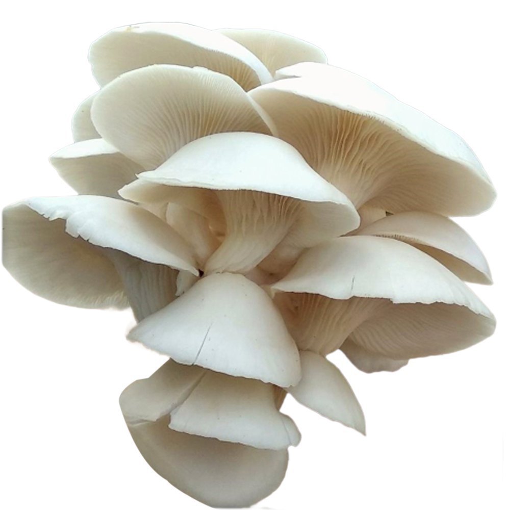 Organic Oyster Mushrooms, 3g, Packaging Type: Loose