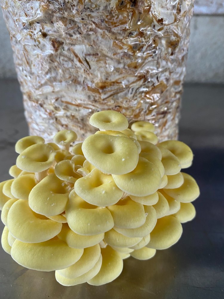 A Grade Yellow Fresh Gourmet Mushroom, Packaging Type: Loose, 5 mg