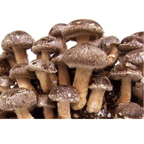 Organic Shiitake Mushroom