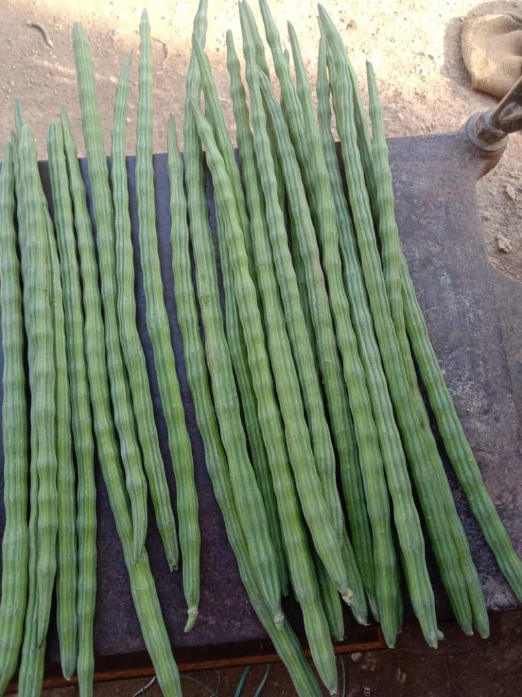 Tamil Nadu Drumstick