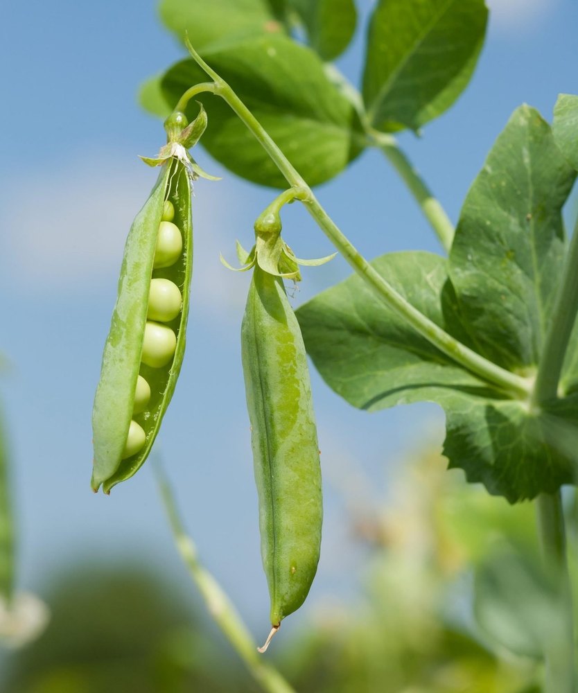 Organic Peas