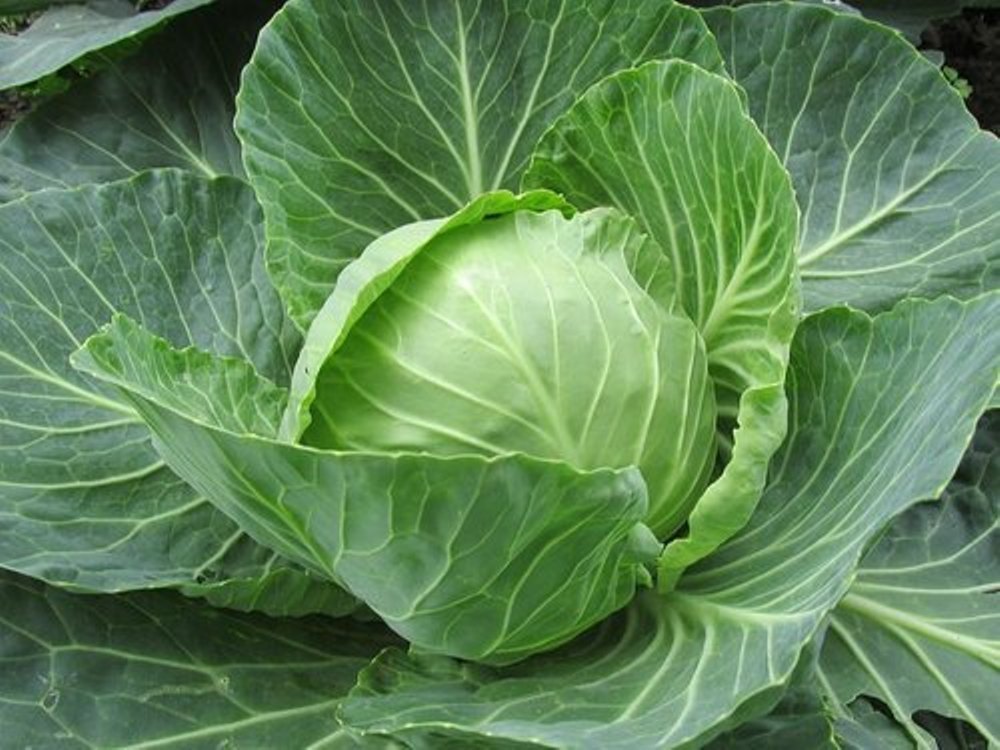 Maharashtra A Grade Organic Cabbage, 10%, Packaging Size: Loose